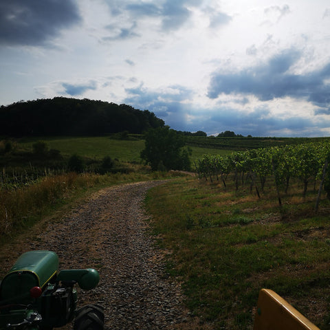 Holder im Weinberg bei Guldental