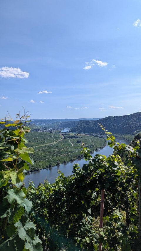 Aussicht über die Mosel mit Weinbergen