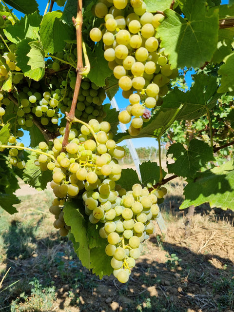 Reife Sauvignac-Trauben im Weinberg