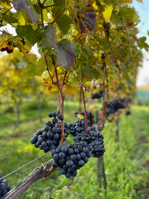 Cabernet Cortis