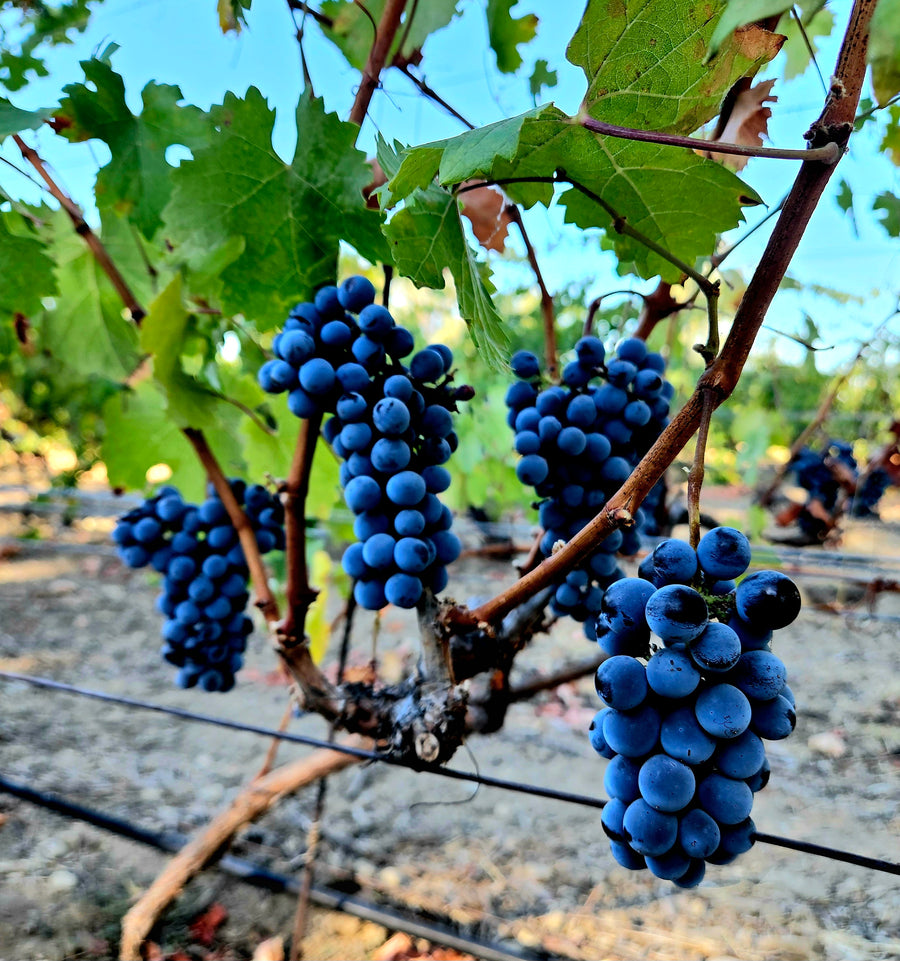 Cabernet Franc