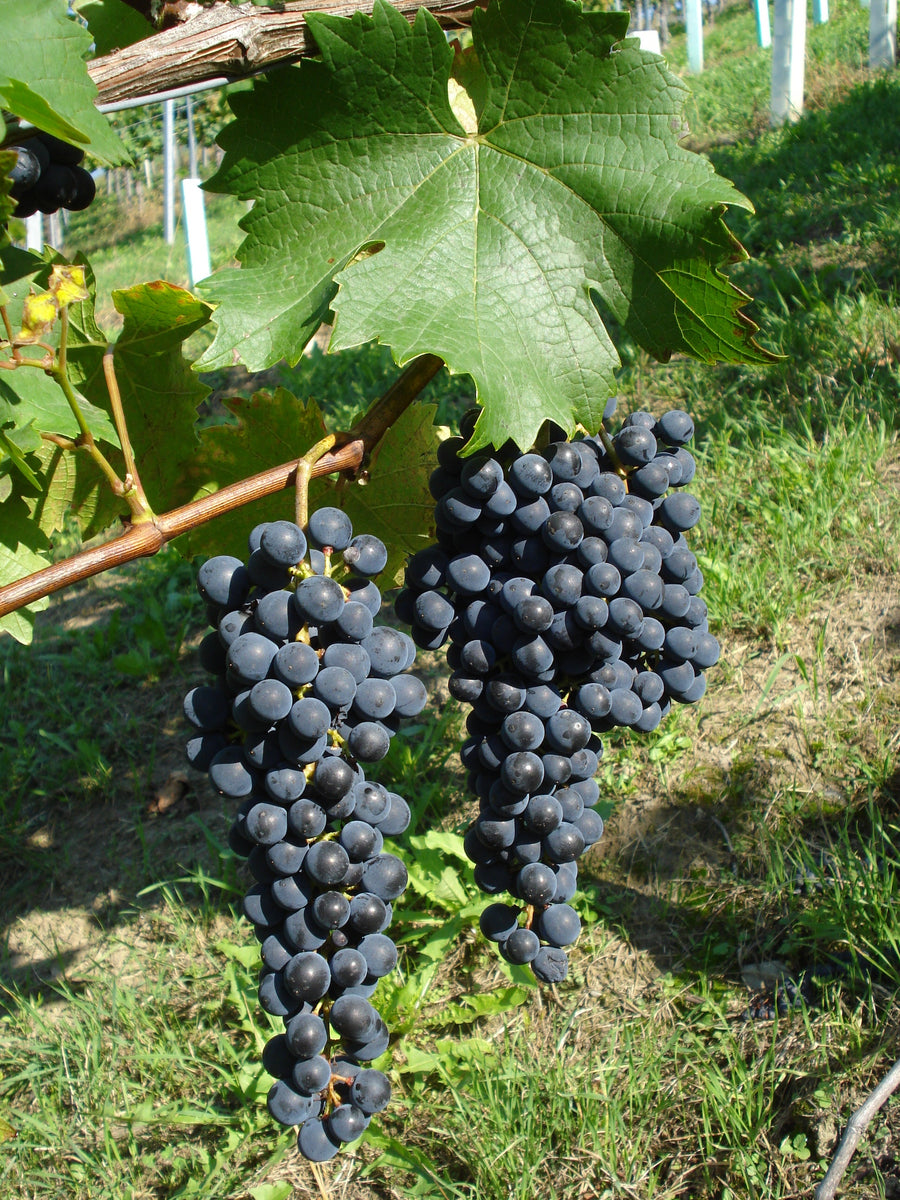 Cabernet Jura