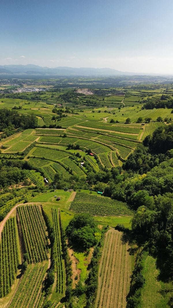 Weinberge am Kaiserstuhl bei Eichstetten