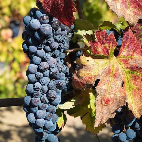 Primitivo