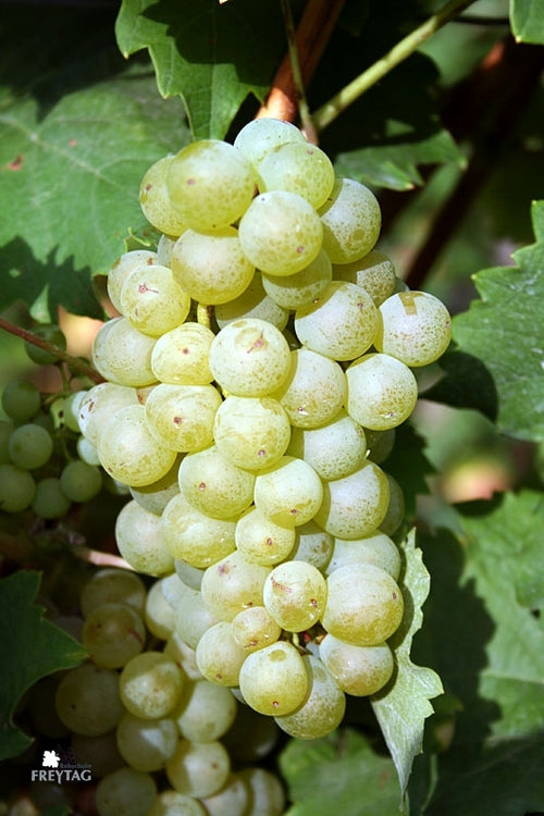 Bacchus