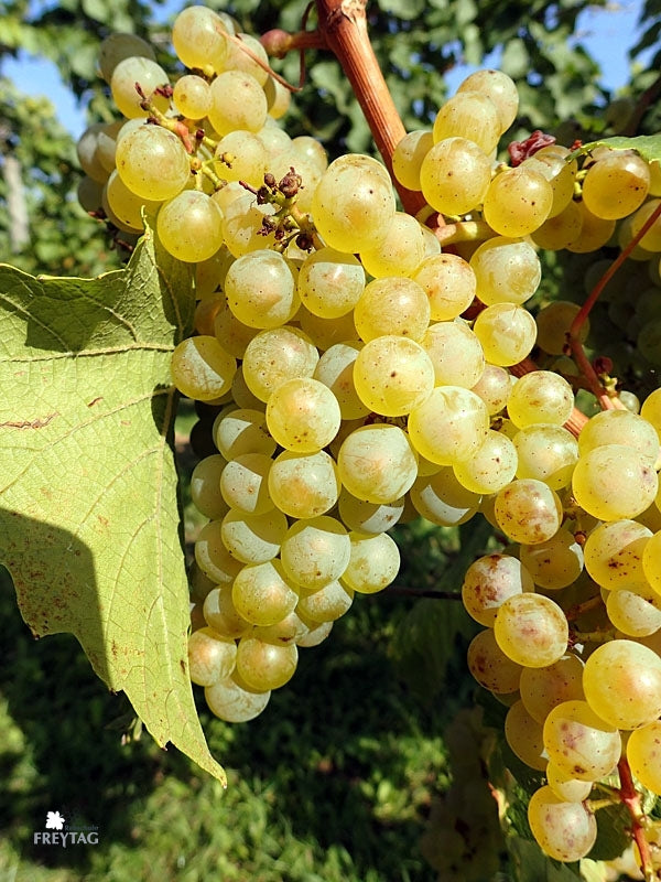 Chardonnay