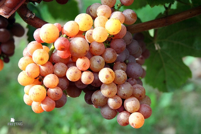 Gewürztraminer