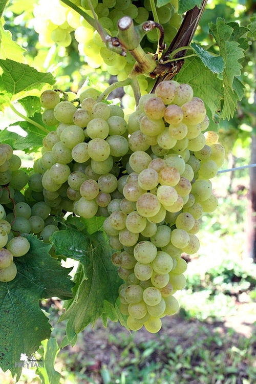 Müller-Thurgau
