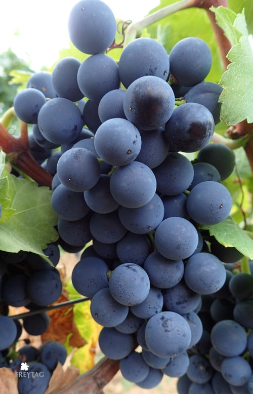 Pinotin