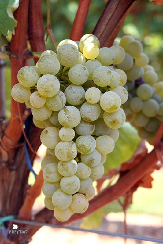 Sauvignon Blanc