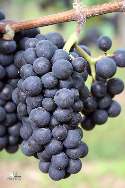 Schwarzriesling