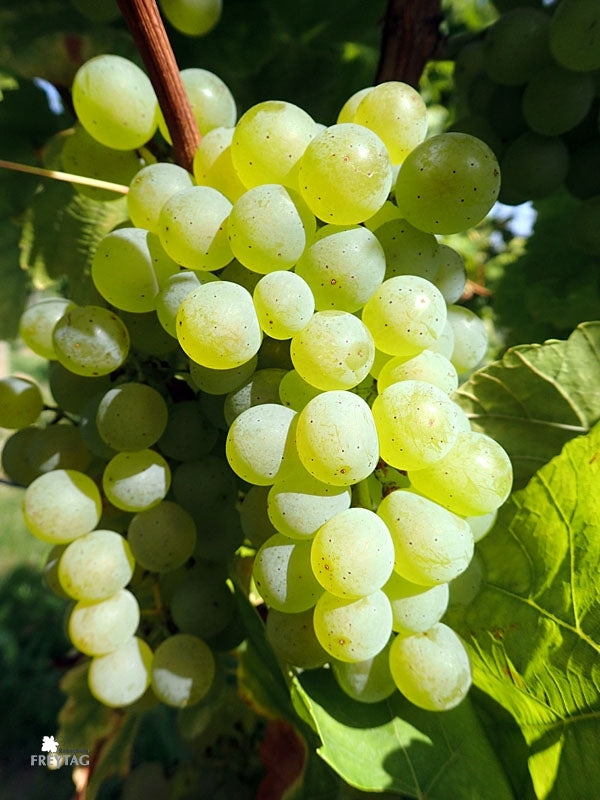Silvaner