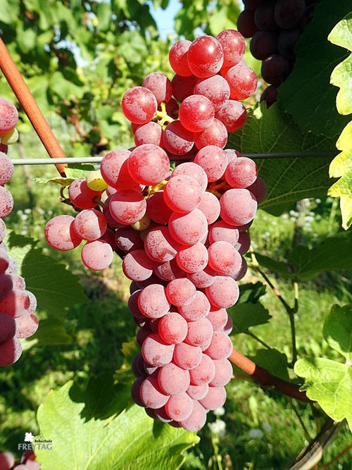 Souvignier Gris