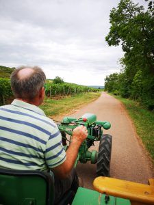 Holderfahrt im Weinberg