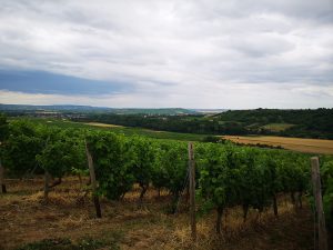 Einblick in den Weinberg 1
