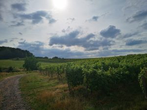 Einblick in den Weinberg 2