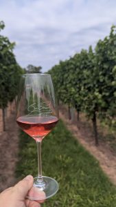 Roséwein im Glas vor grünen Weinreben